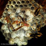 Paper Wasps and their Hive