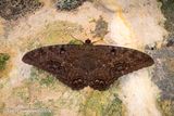 Black Witch Moth (?)