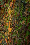 Rustscape 512