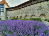 Old Tallinn