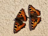 Butterflies