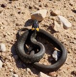 Adder