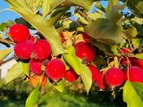 Autumn feelings in summer