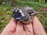 Chaffinch youngster, slighly lost