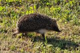 Hedgehog
