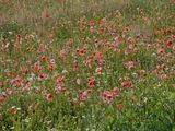 Poppy field near Pure village