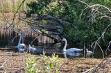 Whopper swan family