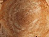 Tree rings