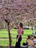 Sakuras are sweet