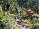 Pico de Penalara