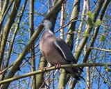 Wood pigeon