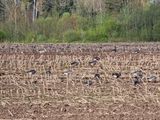 Geese (Anser fabalis) en route to the north