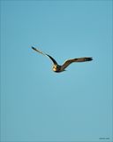 Short-eared Owl, Skagit, Co