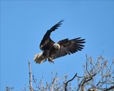 Bald Eagle landing, Skagit, Co.