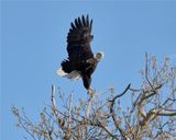 Bald eagle balance, Skagit, Co.