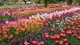 Tulips in Skagit, Co.