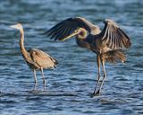 Great Blue Herons fishing