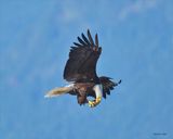 Eagle with his catch
