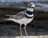 Killdeer on a log