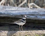 Killdeer checking out the photographer