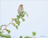 Savannah Sparrow