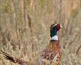 Rooster Pheasant