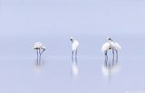 Spatules blanches