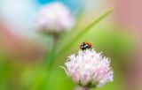 Coccinelle