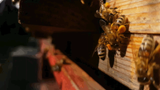 Pollen