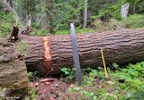 Carlton Creek Trail 2023, 4 Log, 6 Saw