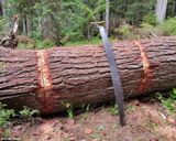 6 Saw, 4 log