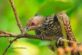 Asian Koel, Female