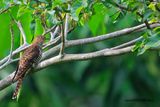 Oriental Cuckoo (Cuculus saturatus) Female - Hepatic Morph