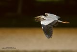 DSC_8208_filtered.jpg