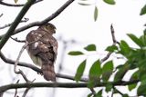 Japanese Sparrowhawk