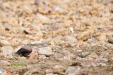 Wallcreeper