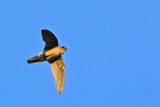 Black-nest Swiftlet (Collocalia maxima)