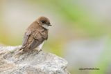  Sand Martin (Riparia riparia)