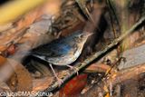 Siberian Blue Robin (Luscinia cyane) , Immature Male