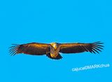 Himalayan vulture or Himalayan griffon vulture (Gyps himalayensis)