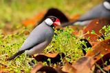 Java Sparrow (Padda oryzivora)