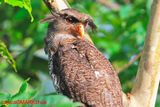  Barred Eagle Owl (Bubo sumatranus)