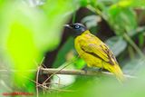 Black-headed Bulbul (Pycnonotus atriceps)