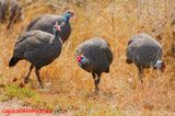 Helmeted Guineafowl (Numida meleagris )