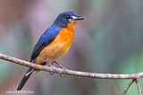 Mangrove Blue-flycatcher , Female