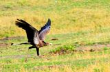 SecretaryBird (Sagittarius serpentarius)
