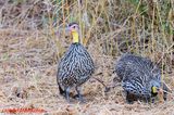 Yellow-necked Spurfowl (Francolinus leucoscepus)