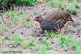 Red-necked Spurfowl (Francolinus afer)