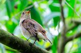 Brown-streaked Flycatcher (Muscicapa williamsoni)