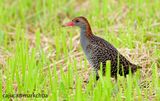 Slaty-breasted Rail (Gallirallus striatus), Adult